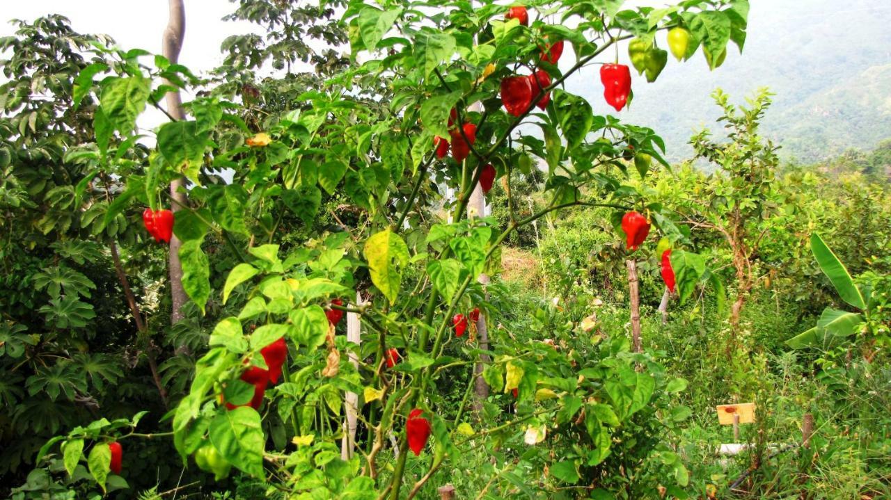 Sol De Minca Eco Lodge المظهر الخارجي الصورة
